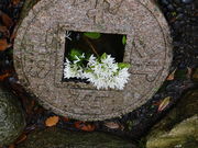 nob3����̏@�����̃c�c�W�̓��e�ʐ^12