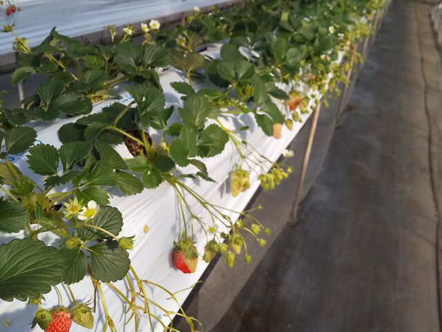 ���ݍ͔|�Ȃ̂ŋ��܂��H�ׂ��܂��B_�����_��