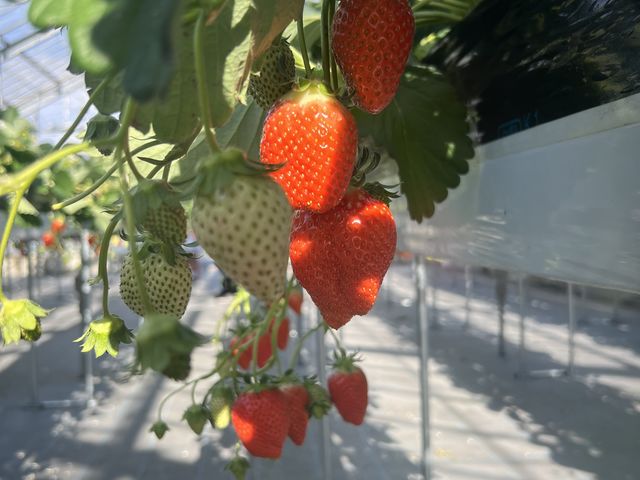 �Â��Ĕ������������ł��I_�Ƃ悳��t�@�[����������