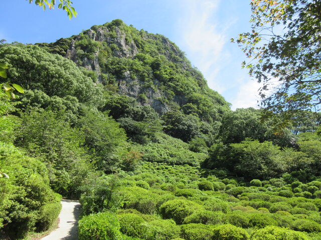 �ꌧ���Y�s�E��D�R�y������u��D�R�v��]�ށi�������B�e�j_��D�R