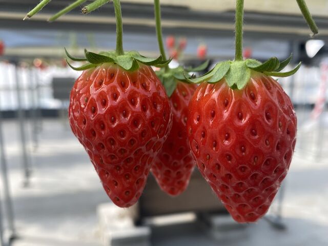 �ƂĂ��Y��Ȃ������ł�����_�Ђ���䕔_��