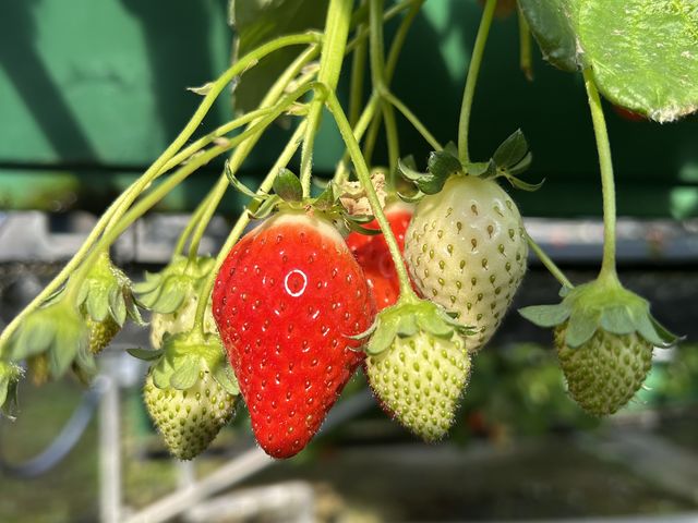 ��������������_�{�c��������