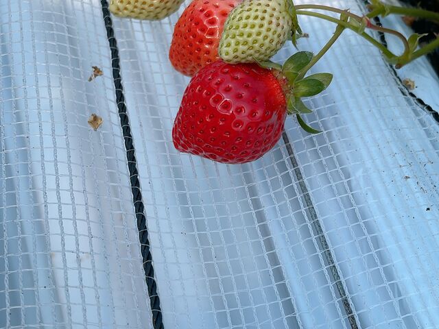 �J���C�C��_���c�t�@�[���@�x���[��