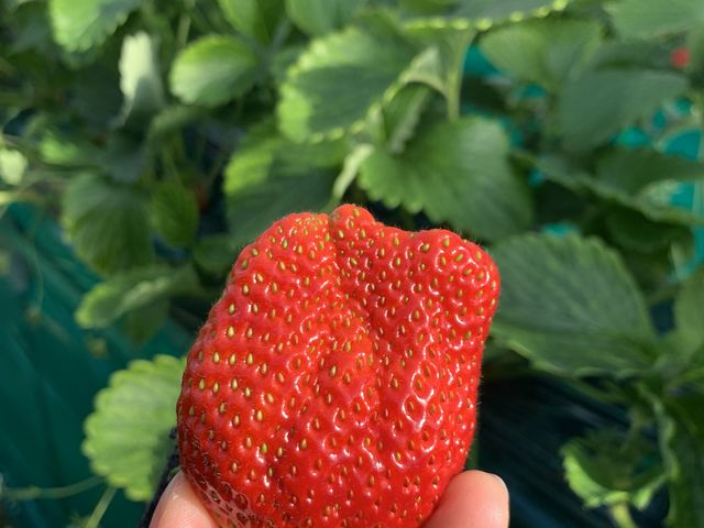 �傫���ĊÂ�������_�ό����������@�G�[�A�g�x�[��