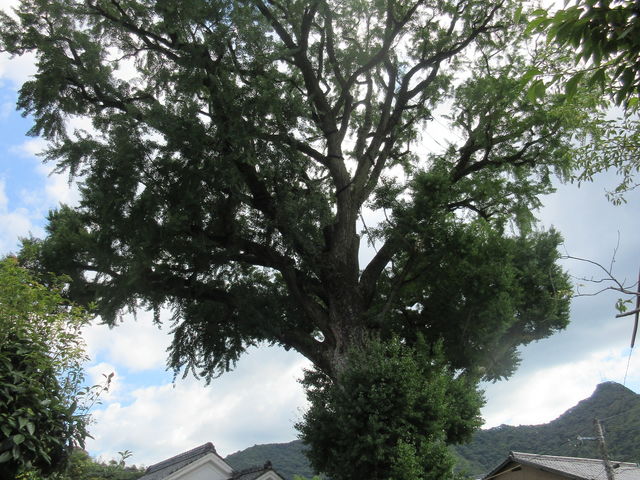 ���ꌧ�L�c���A���w��V�R�L�O���u�������(��C�`���E�j�v�i�������B�e�j_�������(��C�`���E�j