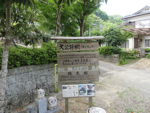 ���ꌧ�L�c���A���w��V�R�L�O���u�������(��C�`���E�j�v�i�������B�e�j_�������(��C�`���E�j