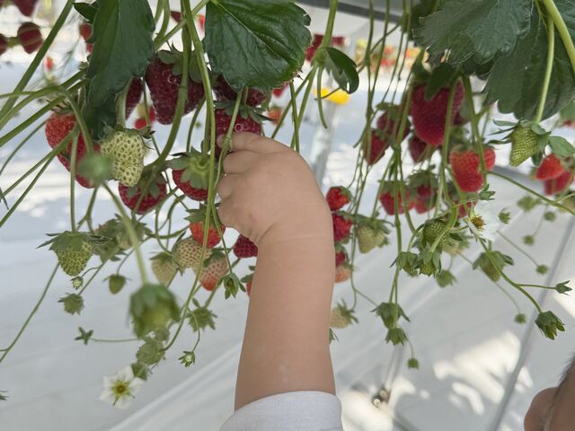 �q�������L�΂��Ď���_����(�䂢)�t�@�[��