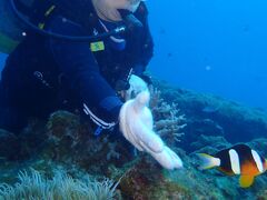 ����������̃f�B�[�Y�p���X����ւ̓��e�ʐ^1