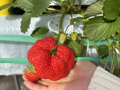 ͂Ȃ񂳂̑_ւ̓eʐ^1