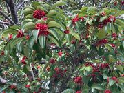 Ƃ񂳂̔Z욠_Ђ̓eʐ^2