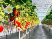 ����������̎O���K���������̓��e�ʐ^3