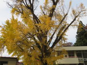 L̍wVRLOũC`Ev̓eʐ^1