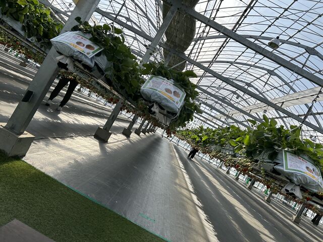 ������_Sugar Berry ���˂������_��