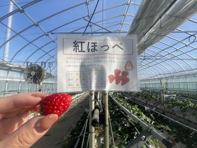 �g�ق��؂͊Â��Ǝ_���̃o�����X���ǂ������ł��B�`���R�t�H���f���Ƀs�b�^���̂������ł���_�ό������_�����C�t�@�[��