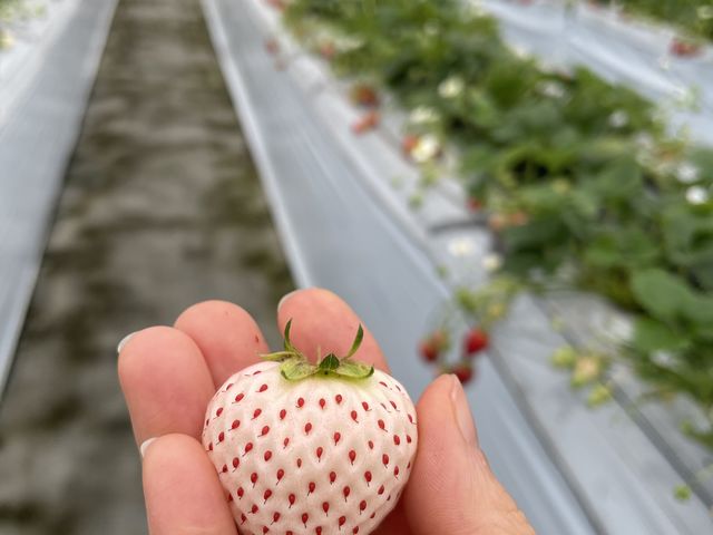 ���C�`�S�_���̕����炱�̕ӂ���Č����Ă��������Â������ł��B_���c�t�@�[���@�x���[��