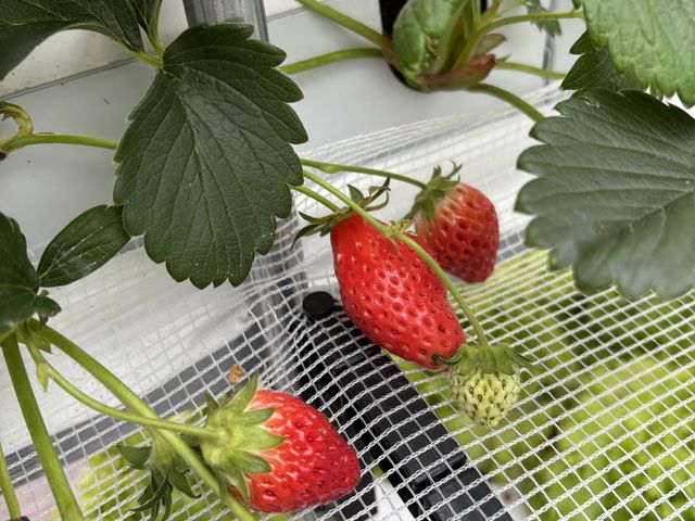 䕂ł�_�ߏ��̕l�t�@�[���̂�������