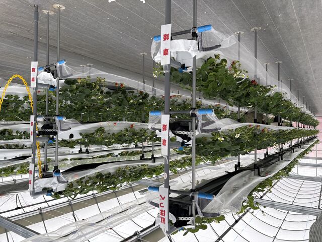 �摜�̓V�n���t�ɂȂ��Ă��܂����A3�i����䕍͔|�ł���_�ߏ��̕l�t�@�[���̂�������