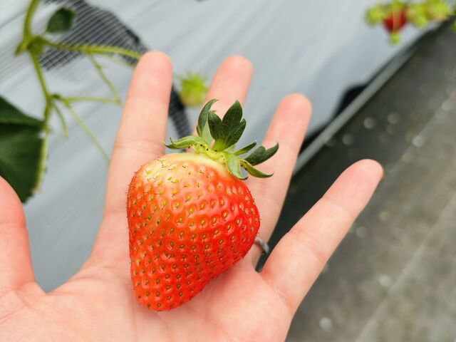 �����Ƒ傫���̂��������ǔ[�ߖY�ꂽ_�����ό��������� �ق��΂�t�@�[��