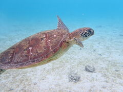 Oshima-nico {Óւ̓eʐ^1