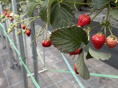 R����̕��˓y���_��ւ̓��e�ʐ^1