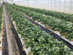 gICHIGOHOUSE HITACHINAKAւ̓eʐ^1