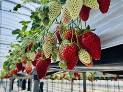 䂩̕όAOXl΂ւ̓eʐ^1