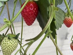 Hinâ񂽃t@[ւ̓eʐ^1