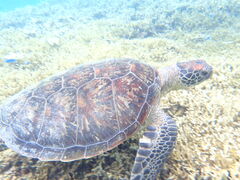 邳nico {Óւ̓eʐ^1