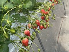 ͂邿񂳂̃Et[Yւ̓eʐ^1