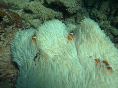 悿̃veNg_CrOւ̓eʐ^2