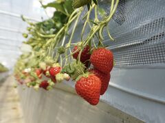 肼̂͂Ȃt@[ւ̓eʐ^1