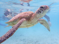 ͂͂nico {Óւ̓eʐ^1