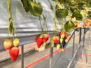 �͂�}�}����̌������������̓��e�ʐ^3