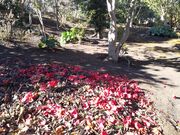 �T�N���T�N����̒։ԃK�[�f���̓��e�ʐ^2