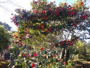 �T�N���T�N����̒։ԃK�[�f���̓��e�ʐ^3