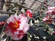 �T�N���T�N����̑哇�����̒ւ̓��e�ʐ^3