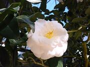 �T�N���T�N����̑哇�����̒ւ̓��e�ʐ^4