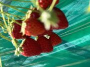 �b������̊ό����������@�G�[�A�g�x�[���̓��e�ʐ^2