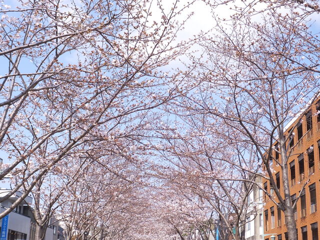 �O���炫�ʂ̍�_�i��