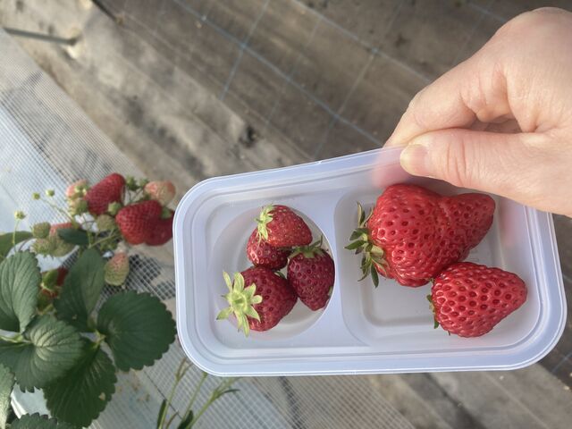 ���Ȃ��Ă������̂Ń|�C�|�C�H�ׂꂿ�Ⴄ�I_������