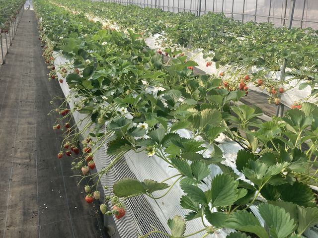 �s�ρI_������