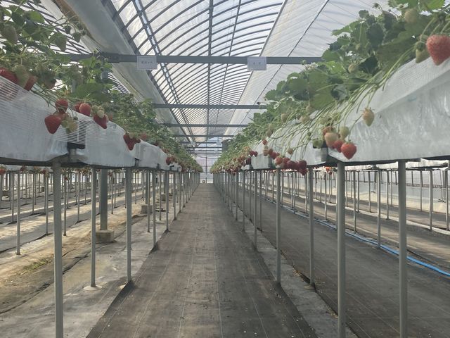 ���킢���C�`�S����_������