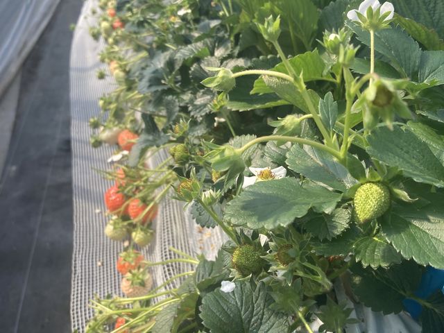 �ǂ̐F���Â����̌��ɂߕ��������Ă�������܂���_������