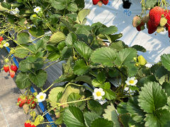 coco̐_ˎOcȂ_ւ̓eʐ^1