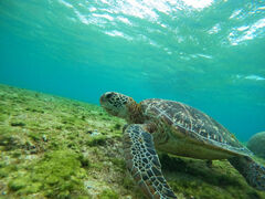 [̃I[X[Vm[P{Óւ̓eʐ^1