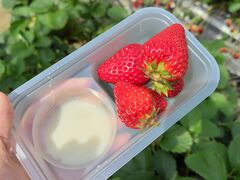 ܂䂳̉ÎR_ւ̓eʐ^1