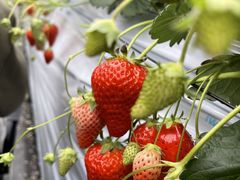 ��������񂳂�̊�����Ђ�������ւ̓��e�ʐ^1