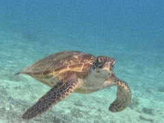 oIouCHURA{Óւ̓eʐ^2