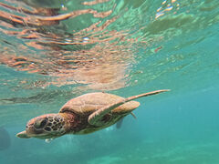 fukasachĩI[X[Vm[P{Óւ̓eʐ^1