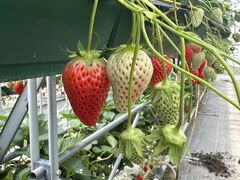 ���ق���̈����_���ւ̓��e�ʐ^1